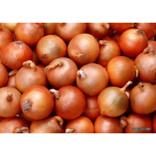 Golden Yellow Fresh Onion (5-7cm)